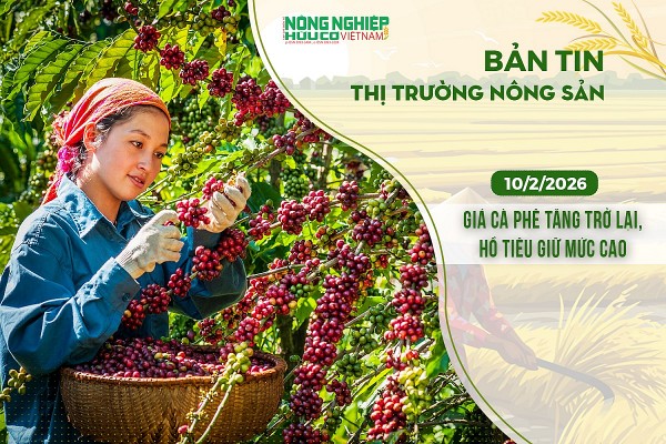 Thị trường nông sản 10/2/2026: Giá cà phê tăng trở lại, hồ tiêu giữ mức cao