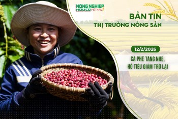 Thị trường nông sản 12/2/2026: Cà phê tăng nhẹ, hồ tiêu giảm trở lại