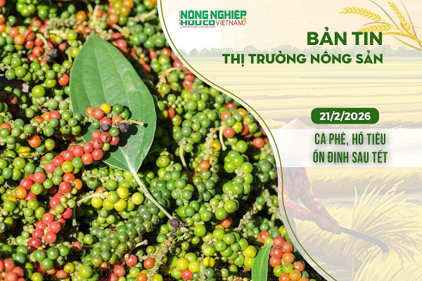Thị trường nông sản 21/2/2026: Cà phê, hồ tiêu ổn định sau Tết