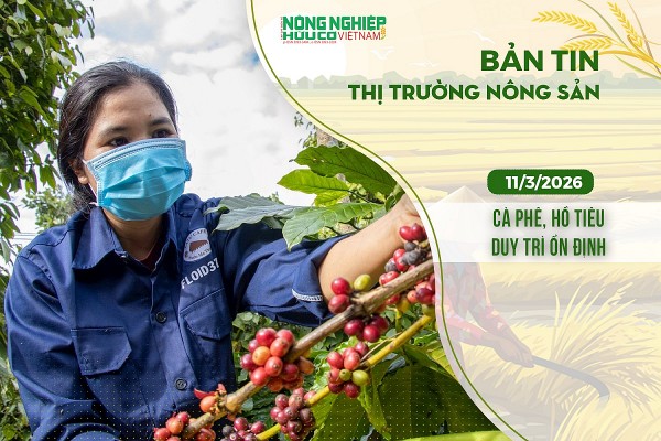 Thị trường nông sản 11/3/2026: Cà phê, hồ tiêu duy trì ổn định