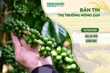 Thị trường nông sản 12/3/2026: Giá cà phê giảm nhẹ