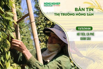 Thị trường nông sản 13/3/2026: Hồ tiêu, cà phê giảm sâu