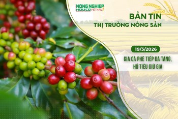 Thị trường nông sản 19/3/2026: Giá cà phê tiếp đà tăng, hồ tiêu giữ giá