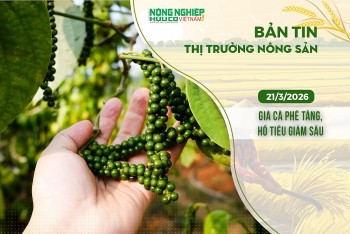 Thị trường nông sản 21/3/2026: Giá cà phê tăng, hồ tiêu giảm sâu