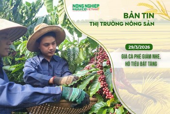 Thị trường nông sản 29/3/2026: Giá cà phê giảm nhẹ, hồ tiêu bật tăng