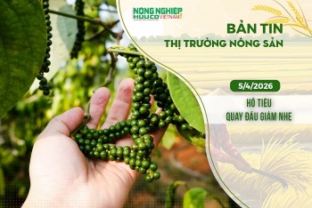 Thị trường nông sản 5/4/2026: Hồ tiêu quay đầu giảm nhẹ