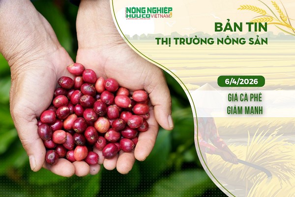 Thị trường nông sản 6/4/2026: Giá cà phê giảm mạnh