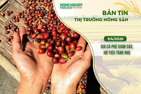 Thị trường nông sản 9/4/2026: Giá cà phê giảm sâu, hồ tiêu tăng nhẹ