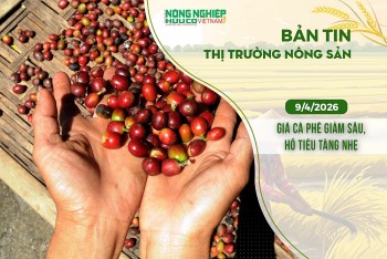 Thị trường nông sản 9/4/2026: Giá cà phê giảm sâu, hồ tiêu tăng nhẹ