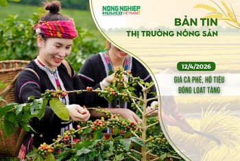 Thị trường nông sản 12/4/2026: Giá cà phê, hồ tiêu đồng loạt tăng