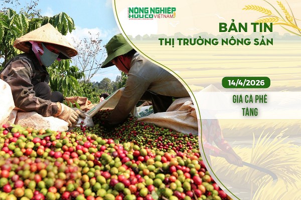 Thị trường nông sản 14/4/2026: Gạo tiêu ổn định, giá cà phê tăng nhẹ