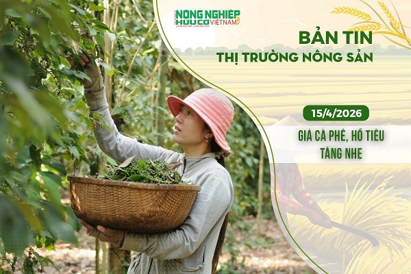 Thị trường nông sản 15/4/2026: Giá cà phê, hồ tiêu tăng nhẹ