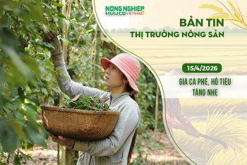 Thị trường nông sản 15/4/2026: Giá cà phê, hồ tiêu tăng nhẹ