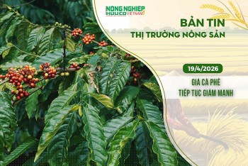 Thị trường nông sản 19/4/2026: Giá cà phê tiếp tục giảm mạnh