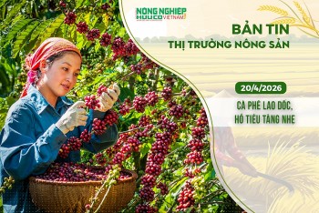 Thị trường nông sản 20/4/2026: Cà phê lao dốc, hồ tiêu tăng nhẹ