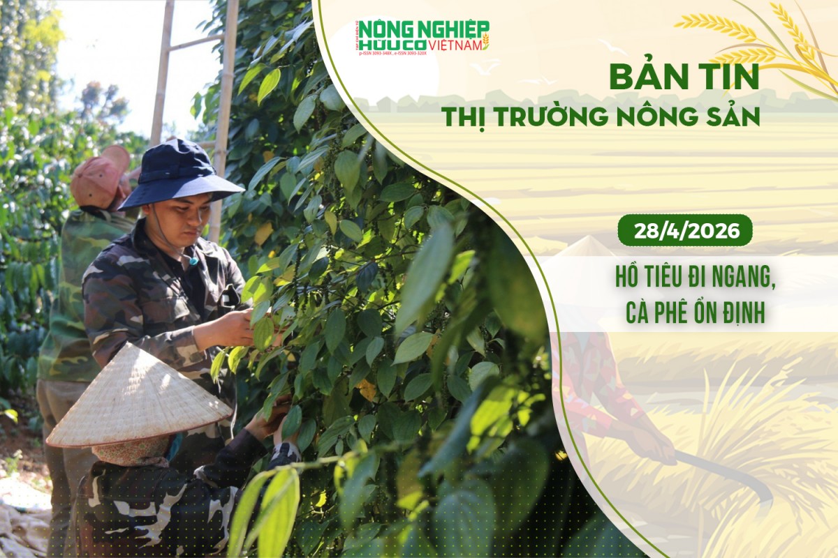 Thị trường nông sản 28/4/2026: Hồ tiêu đi ngang, cà phê ổn định
