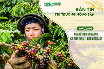 Thị trường nông sản 29/4/2026: Giá hồ tiêu đi ngang, cà phê giảm 1.000 đồng/kg