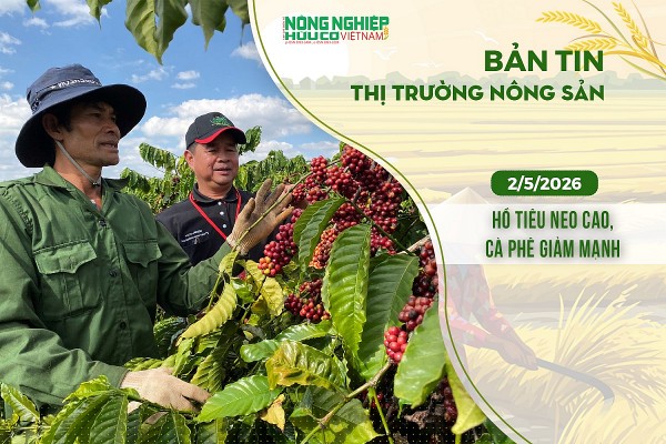 Thị trường nông sản 2/5/2026: Hồ tiêu neo cao, cà phê giảm mạnh