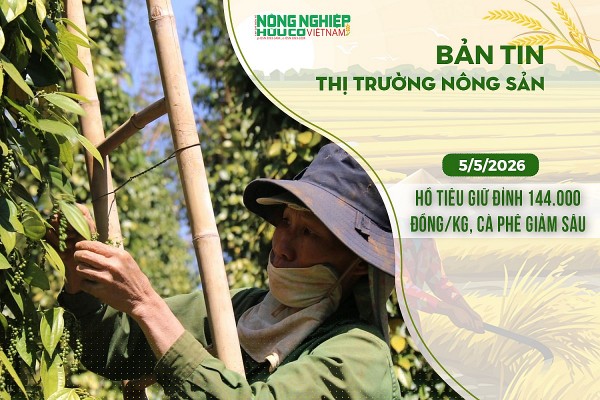 Thị trường nông sản 5/5/2026: Hồ tiêu giữ đỉnh 144.000 đồng/kg, cà phê giảm sâu