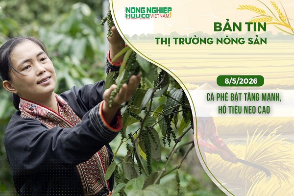 Thị trường nông sản 8/5/2026: Cà phê bật tăng mạnh, hồ tiêu neo cao