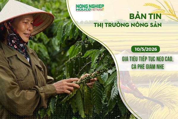 Thị trường nông sản 10/5/2026: Giá tiêu tiếp tục neo cao, cà phê giảm nhẹ