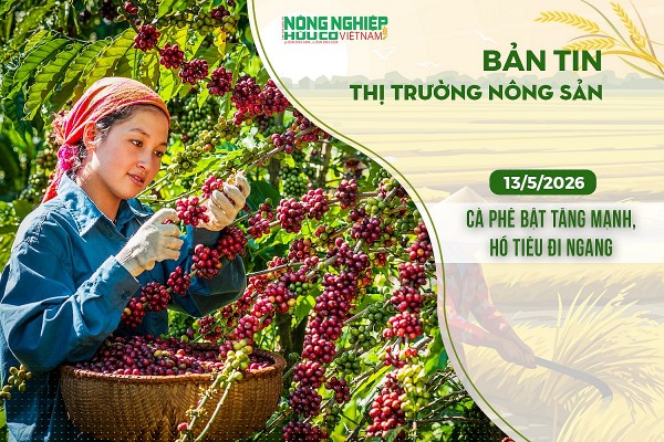 Thị trường nông sản 13/5/2026: Cà phê bật tăng mạnh, hồ tiêu đi ngang