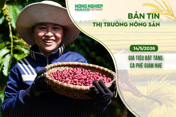 Thị trường nông sản 14/5/2026: Giá tiêu bật tăng, cà phê giảm nhẹ