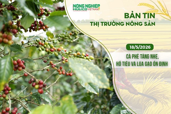 Thị trường nông sản 18/5/2026: Cà phê tăng nhẹ, hồ tiêu và lúa gạo ổn định