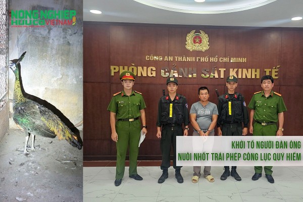Khởi tố người đàn ông nuôi nhốt trái phép công lục quý hiếm