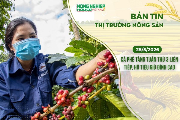 Thị trường nông sản 25/5/2026: Cà phê tăng tuần thứ ba liên tiếp, hồ tiêu giữ đỉnh cao