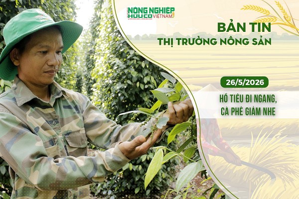 Thị trường nông sản 26/5/2026: Hồ tiêu đi ngang, cà phê giảm nhẹ