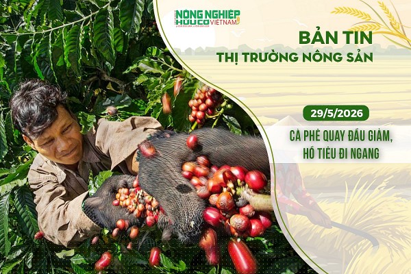 Thị trường nông sản 29/5/2026: Cà phê quay đầu giảm, hồ tiêu đi ngang