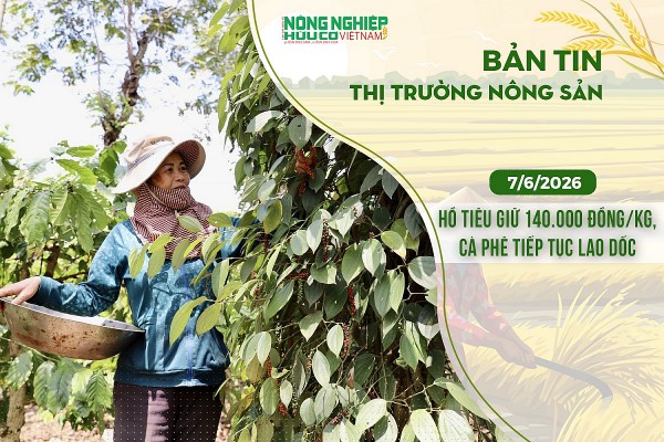 Thị trường nông sản 7/6/2026: Hồ tiêu giữ mốc 140.000 đồng/kg, cà phê tiếp tục lao dốc