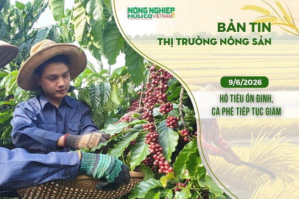 Thị trường nông sản 9/6/2026: Hồ tiêu ổn định, cà phê tiếp tục giảm