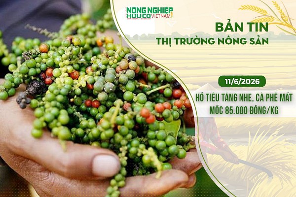 Thị trường nông sản 11/6/2026: Hồ tiêu tăng nhẹ, cà phê mất mốc 85.000 đồng/kg