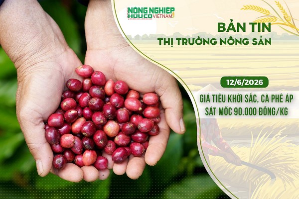 Thị trường nông sản 14/6/2026: Giá tiêu khởi sắc, cà phê áp sát mốc 90.000 đồng/kg