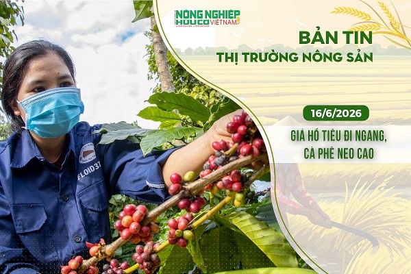 Thị trường nông sản 16/6/2026: Giá hồ tiêu đi ngang, cà phê neo cao