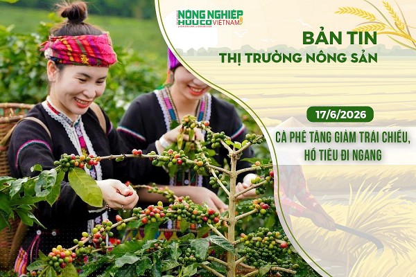Thị trường nông sản 17/6/2026: Cà phê tăng giảm trái chiều, hồ tiêu đi ngang