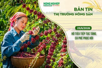 Thị trường nông sản 25/6/2026: Hồ tiêu tiếp tục tăng, cà phê phục hồi
