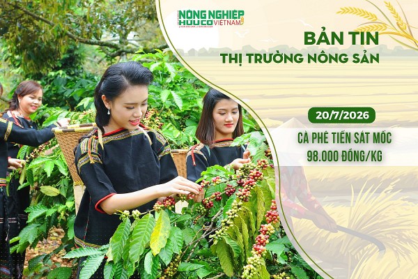Thị trường nông sản 20/7/2026: Cà phê tiến sát mốc 98.000 đồng/kg