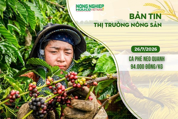 Thị trường nông sản 26/7/2026: Cà phê neo quanh 94.000 đồng/kg