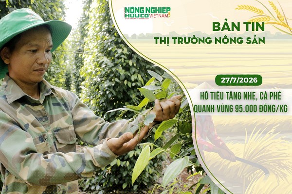 Thị trường nông sản 27/7/2026: Hồ tiêu tăng nhẹ, cà phê khoanh vùng ở mức 95.000 đồng/kg