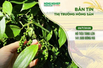 Thị trường nông sản 28/7/2026: Hồ tiêu tăng lên 141.500 đồng/kg