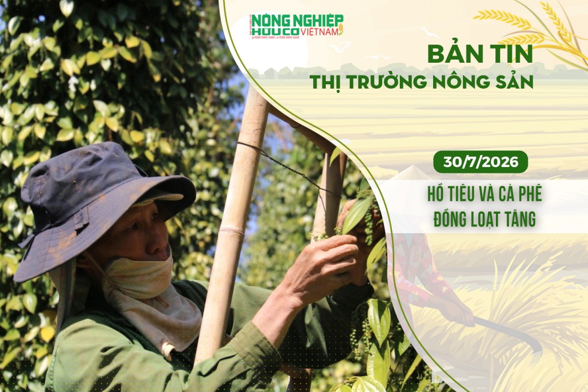 thi truong nong san 3072026 ho tieu va ca phe dong loat tang