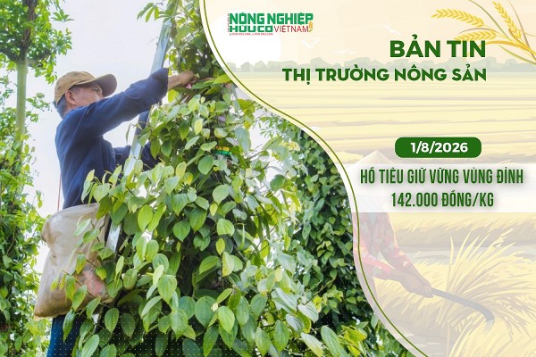 Thị trường nông sản 1/8/2026: Hồ tiêu giữ vững vùng đỉnh 142.000 đồng/kg