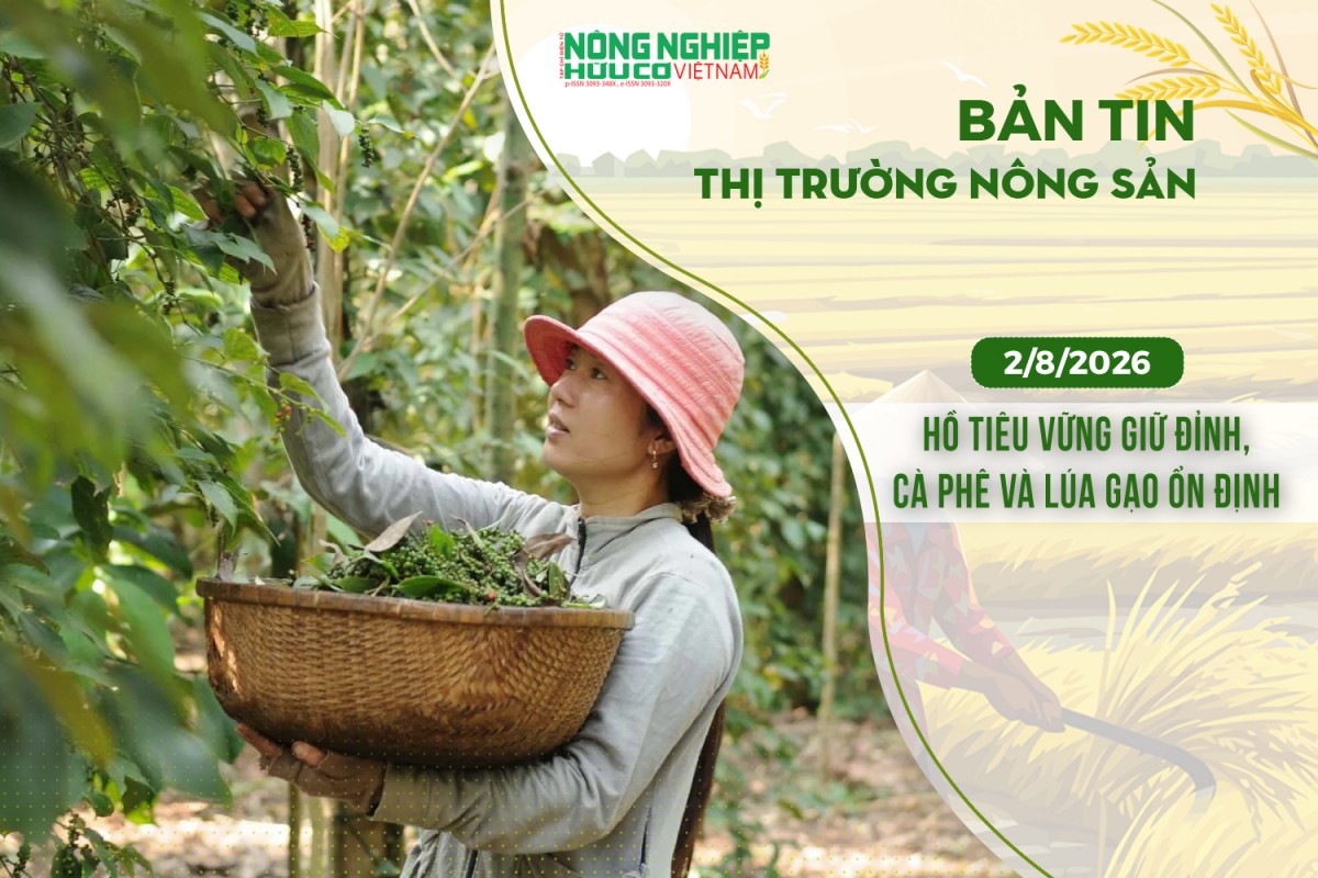 thi truong nong san 282026 ho tieu vung giu dinh ca phe va lua gao on dinh