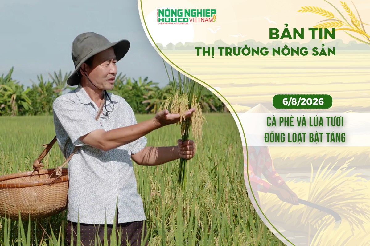 thi truong nong san 682026 ca phe va lua tuoi dong loat bat tang