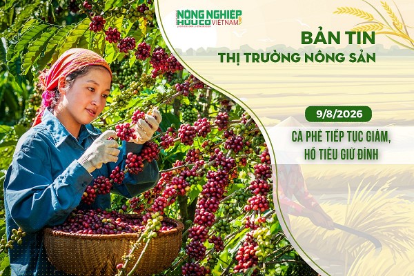 Thị trường nông sản 9/8/2026: Cà phê tiếp tục giảm, hồ tiêu giữ đỉnh