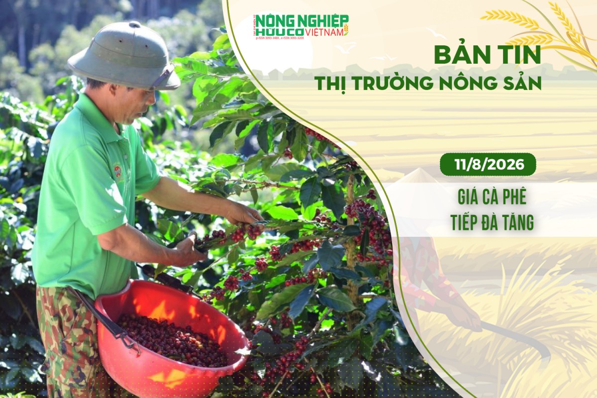 thi truong nong san 1182026 gia ca phe tiep da tang