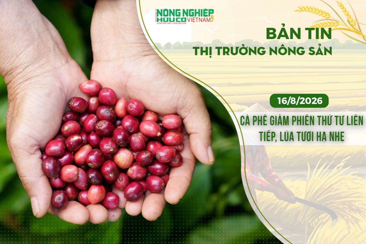 thi truong nong san 1682026 ca phe giam phien thu tu lien tiep lua tuoi ha nhe